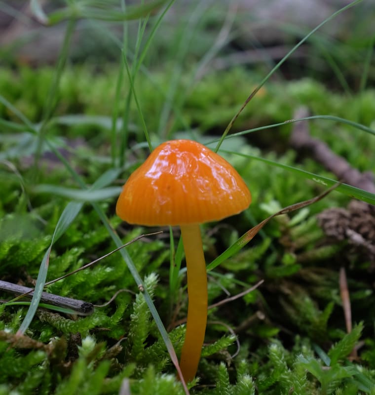 A tiny orange mushroom in moss