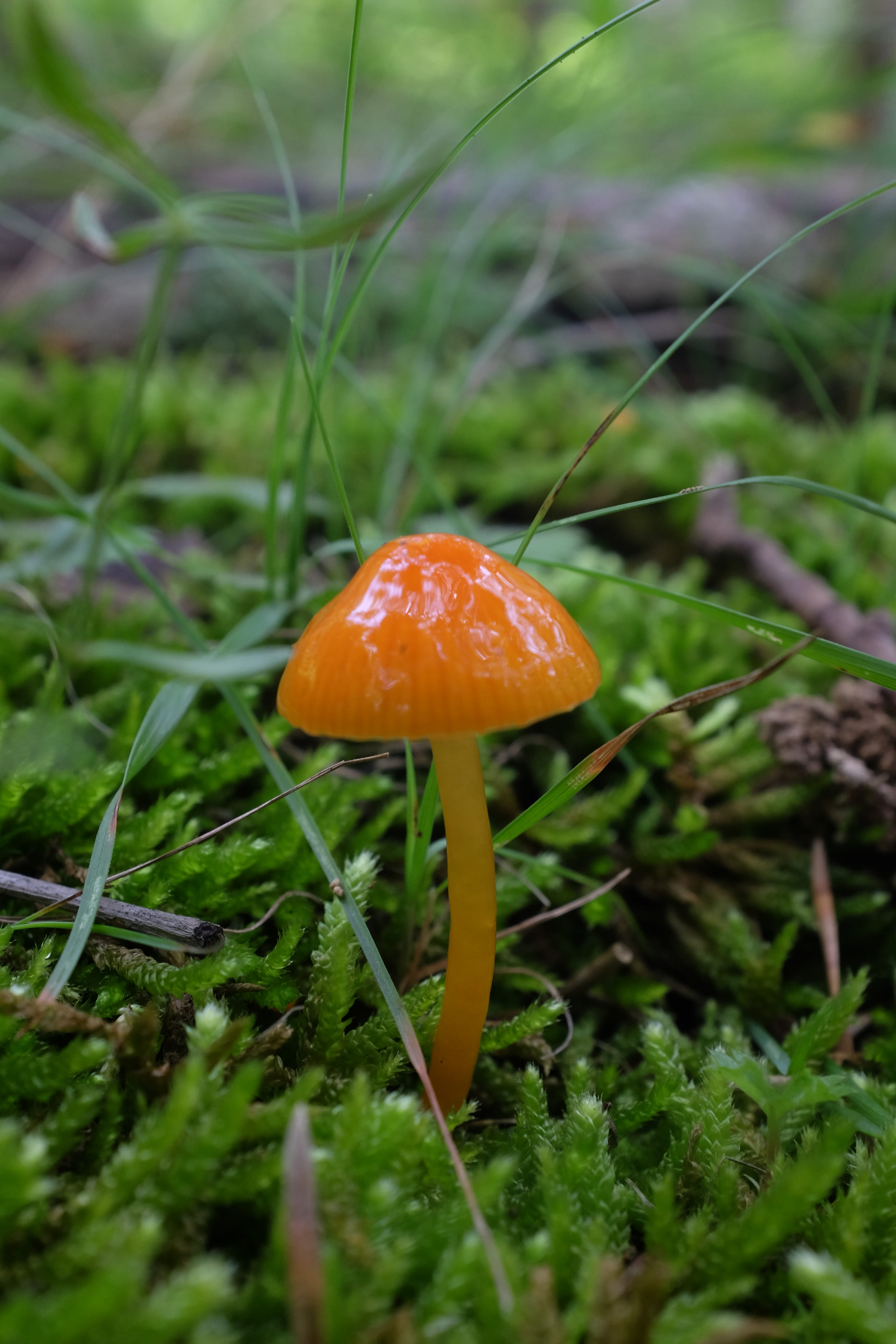 A tiny orange mushroom in moss